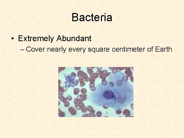 Bacteria • Extremely Abundant – Cover nearly every square centimeter of Earth 