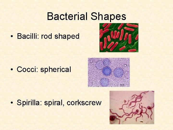 Bacterial Shapes • Bacilli: rod shaped • Cocci: spherical • Spirilla: spiral, corkscrew 
