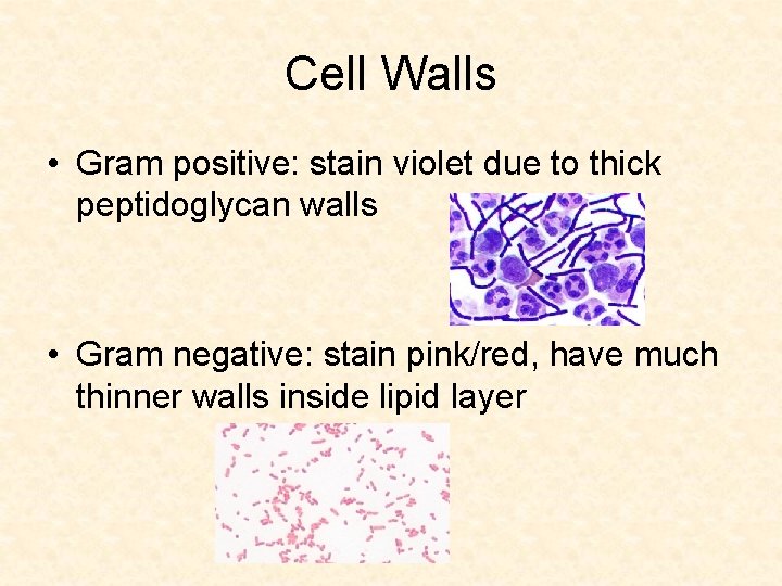 Cell Walls • Gram positive: stain violet due to thick peptidoglycan walls • Gram