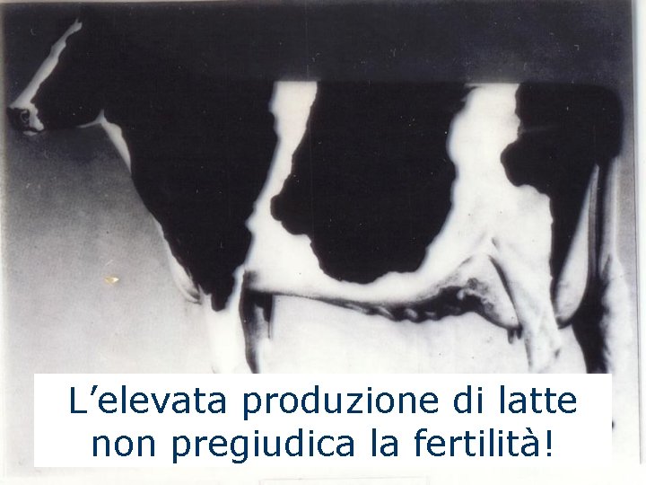 L’elevata produzione di latte non pregiudica la fertilità! 