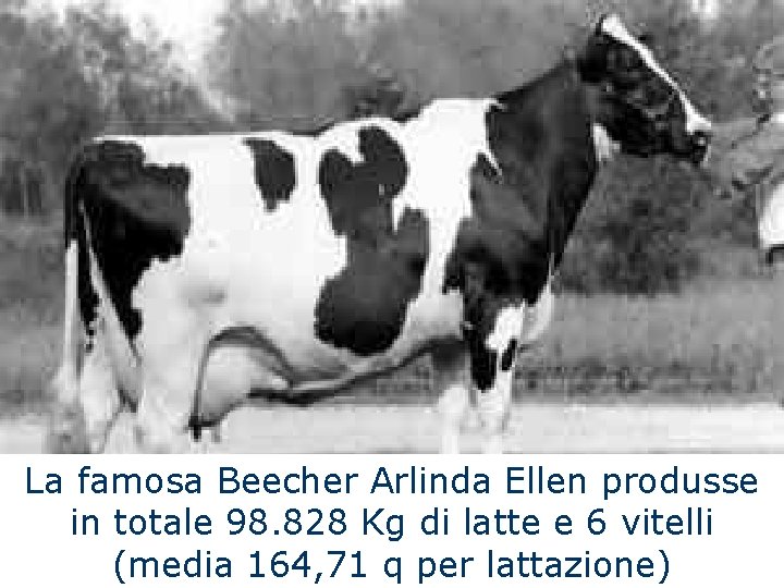 La famosa Beecher Arlinda Ellen produsse in totale 98. 828 Kg di latte e