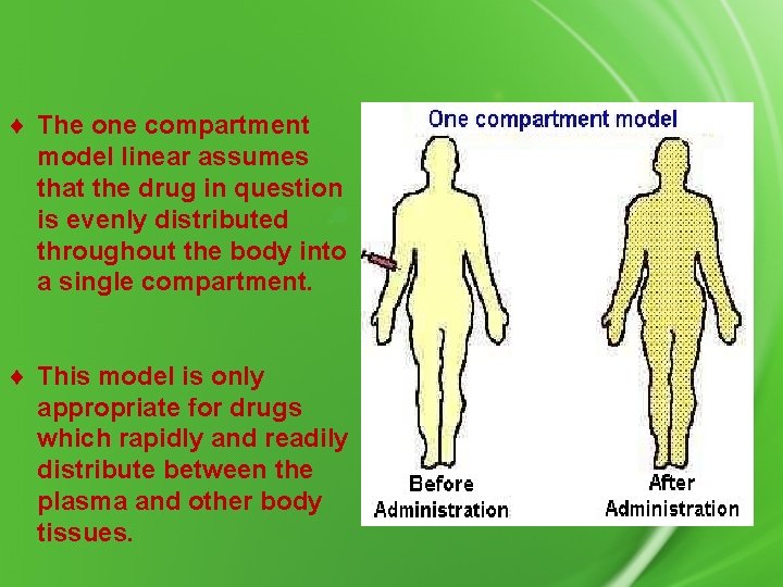 ¨ The one compartment model linear assumes that the drug in question is evenly