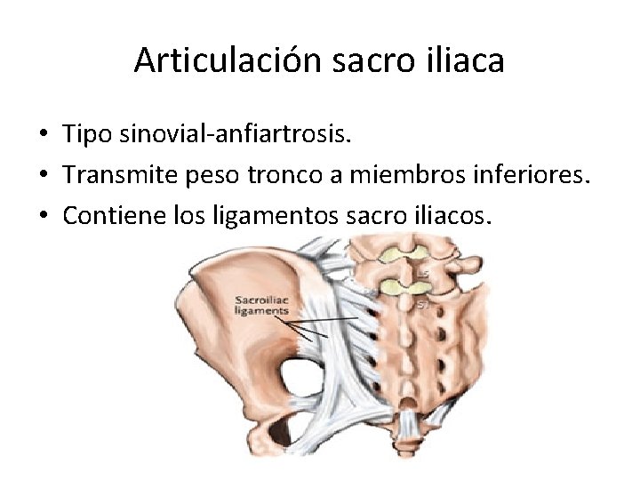 Articulación sacro iliaca • Tipo sinovial-anfiartrosis. • Transmite peso tronco a miembros inferiores. •