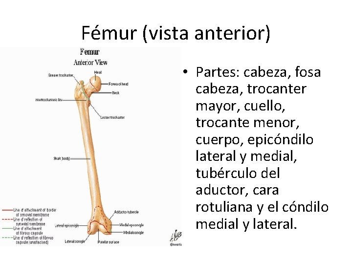 Fémur (vista anterior) • Partes: cabeza, fosa cabeza, trocanter mayor, cuello, trocante menor, cuerpo,