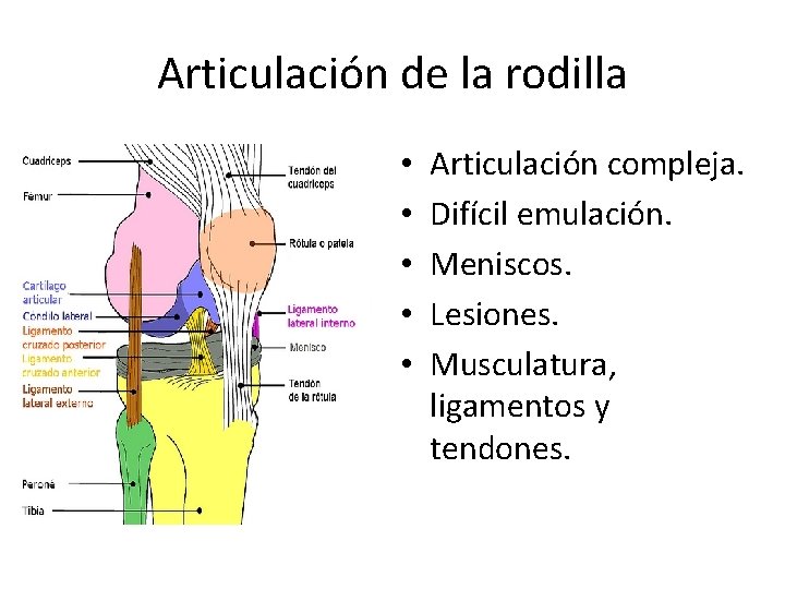 Articulación de la rodilla • • • Articulación compleja. Difícil emulación. Meniscos. Lesiones. Musculatura,