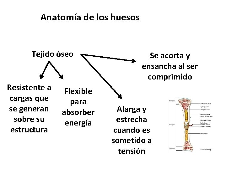 Anatomía de los huesos Tejido óseo Resistente a cargas que se generan sobre su
