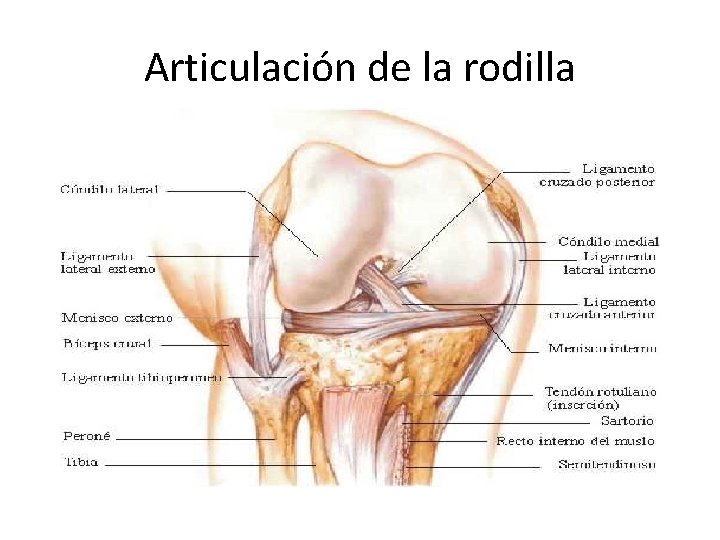 Articulación de la rodilla 