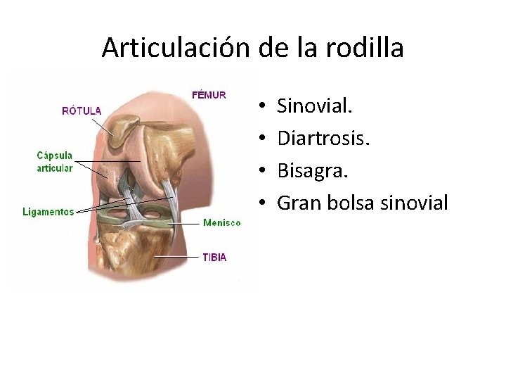 Articulación de la rodilla • • Sinovial. Diartrosis. Bisagra. Gran bolsa sinovial 