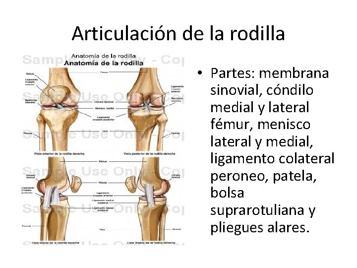 Articulación de la rodilla • Partes: membrana sinovial, cóndilo medial y lateral fémur, menisco