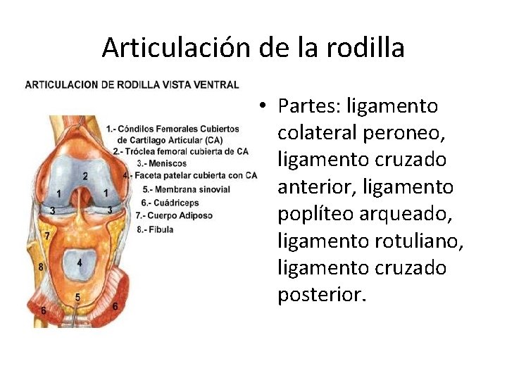 Articulación de la rodilla • Partes: ligamento colateral peroneo, ligamento cruzado anterior, ligamento poplíteo