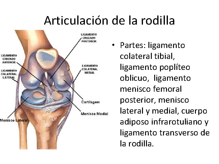 Articulación de la rodilla • Partes: ligamento colateral tibial, ligamento poplíteo oblicuo, ligamento menisco