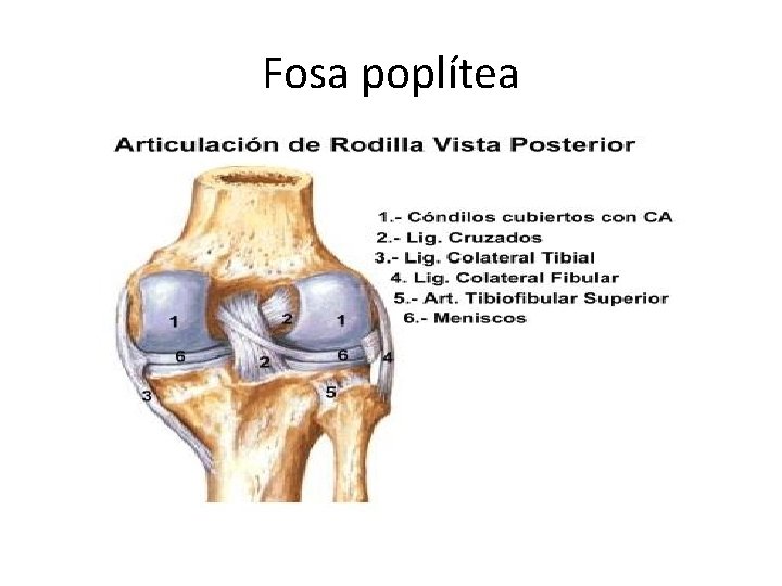 Fosa poplítea 