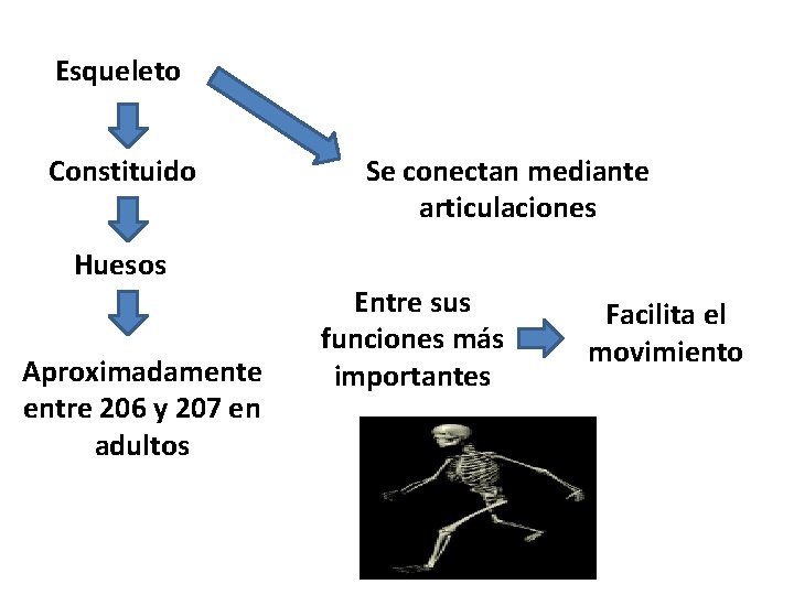 Esqueleto Constituido Huesos Aproximadamente entre 206 y 207 en adultos Se conectan mediante articulaciones