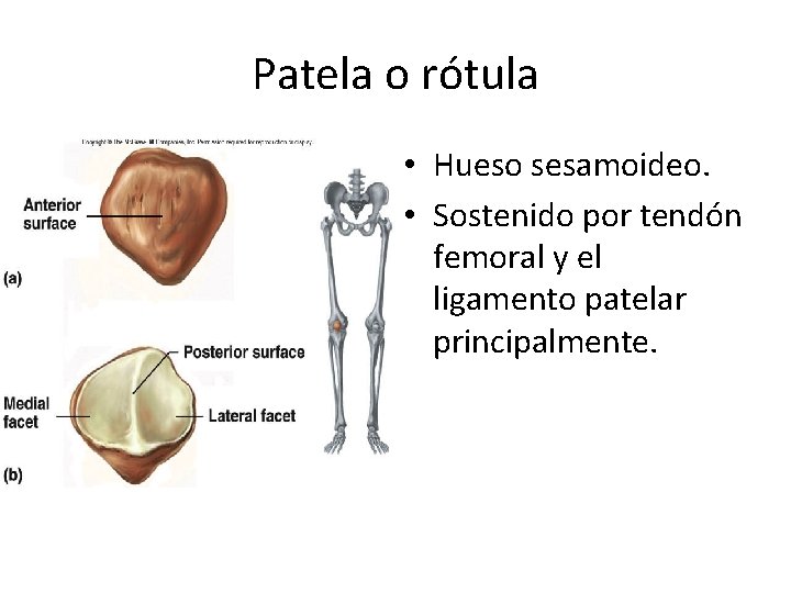 Patela o rótula • Hueso sesamoideo. • Sostenido por tendón femoral y el ligamento