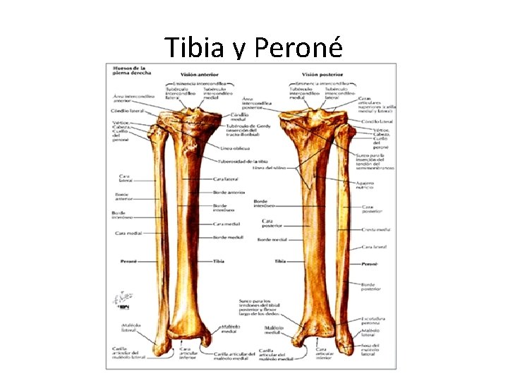 Tibia y Peroné 