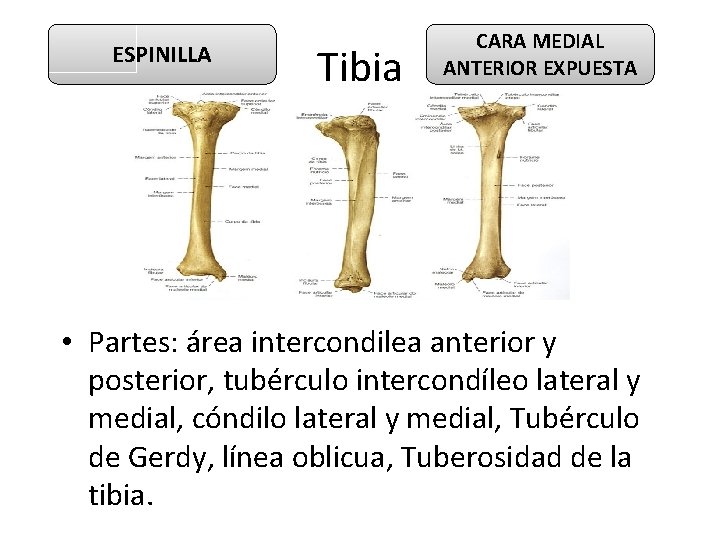 ESPINILLA Tibia CARA MEDIAL ANTERIOR EXPUESTA • Partes: área intercondilea anterior y posterior, tubérculo