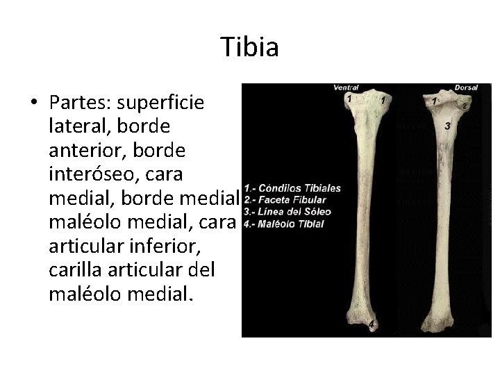 Tibia • Partes: superficie lateral, borde anterior, borde interóseo, cara medial, borde medial, maléolo