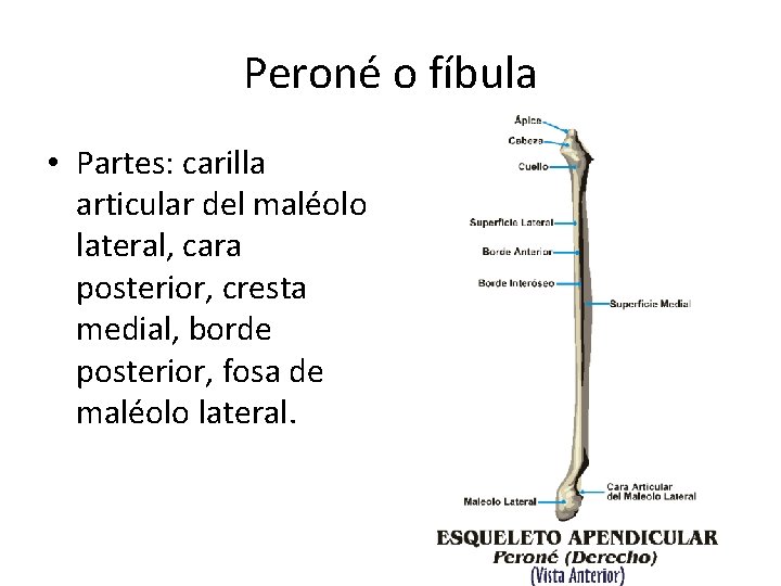 Peroné o fíbula • Partes: carilla articular del maléolo lateral, cara posterior, cresta medial,