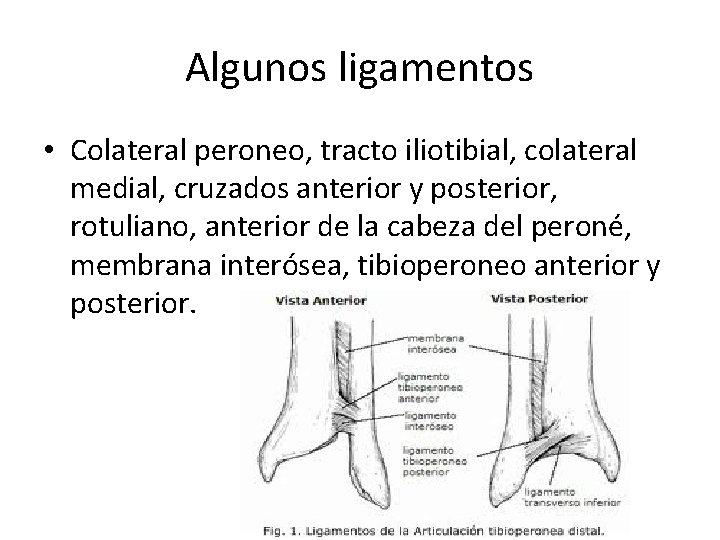 Algunos ligamentos • Colateral peroneo, tracto iliotibial, colateral medial, cruzados anterior y posterior, rotuliano,