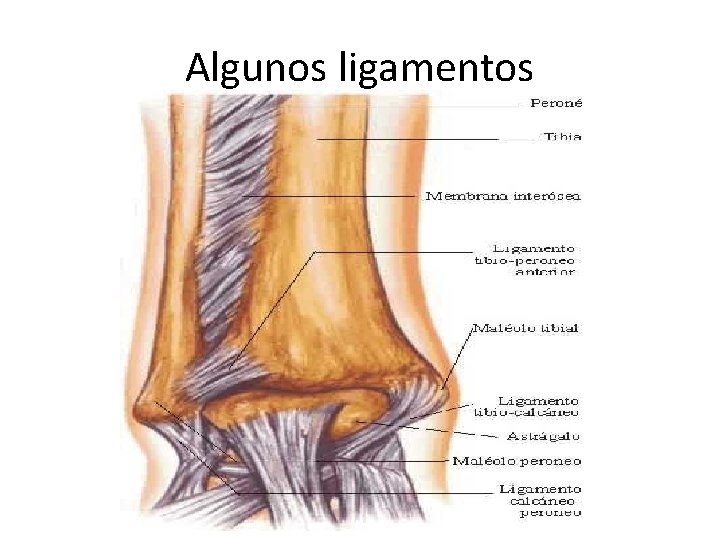 Algunos ligamentos 