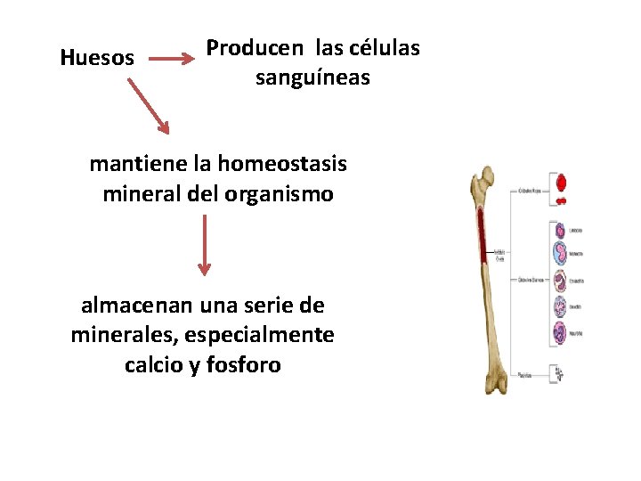 Huesos Producen las células sanguíneas mantiene la homeostasis mineral del organismo almacenan una serie