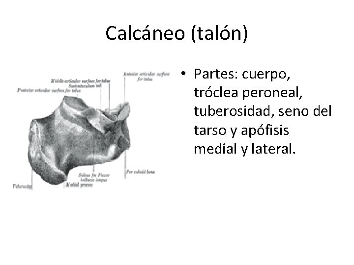 Calcáneo (talón) • Partes: cuerpo, tróclea peroneal, tuberosidad, seno del tarso y apófisis medial