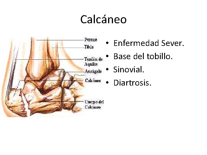 Calcáneo • • Enfermedad Sever. Base del tobillo. Sinovial. Diartrosis. 