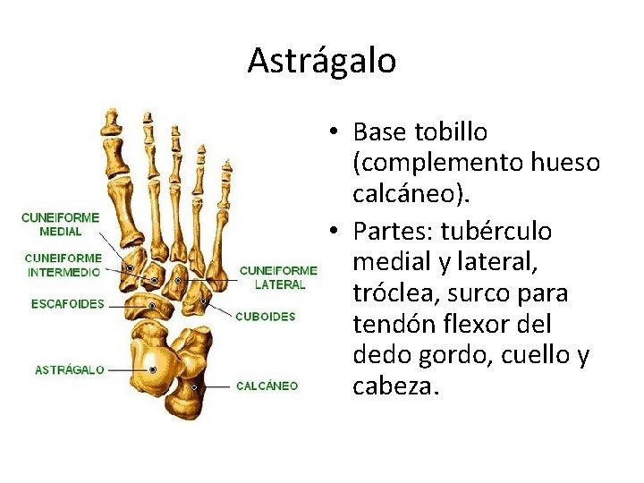 Astrágalo • Base tobillo (complemento hueso calcáneo). • Partes: tubérculo medial y lateral, tróclea,