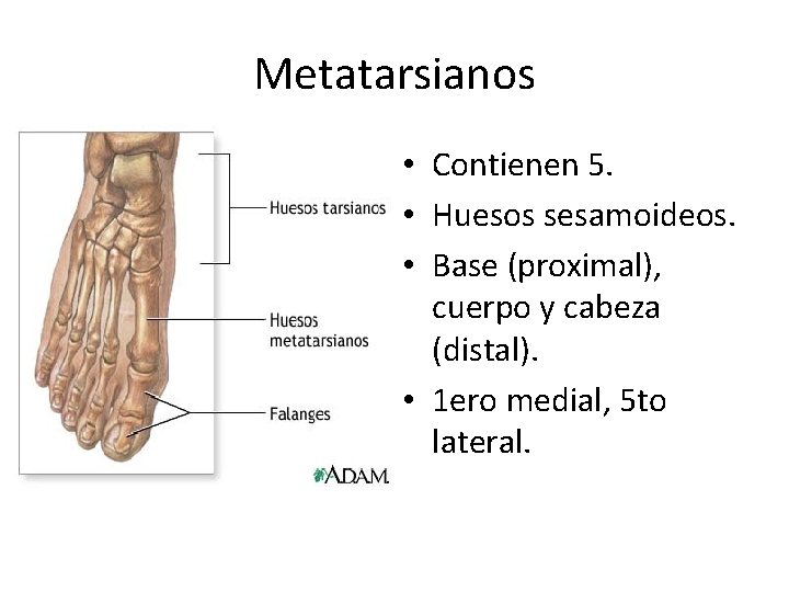 Metatarsianos • Contienen 5. • Huesos sesamoideos. • Base (proximal), cuerpo y cabeza (distal).