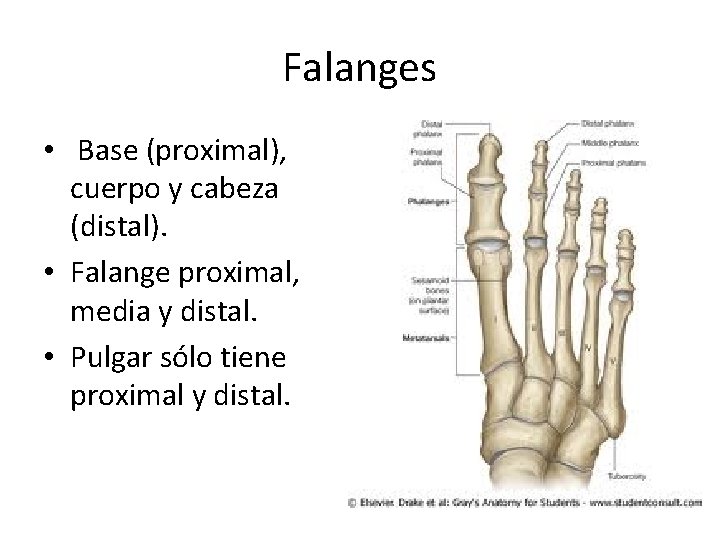 Falanges • Base (proximal), cuerpo y cabeza (distal). • Falange proximal, media y distal.