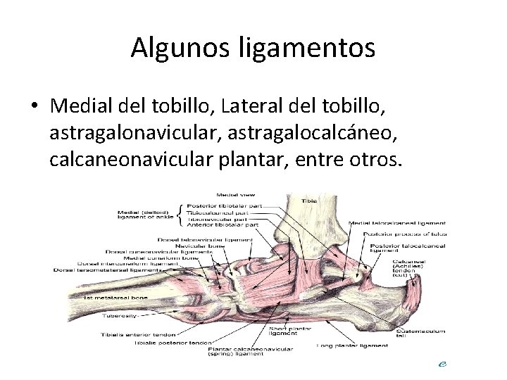 Algunos ligamentos • Medial del tobillo, Lateral del tobillo, astragalonavicular, astragalocalcáneo, calcaneonavicular plantar, entre