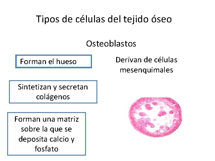 Tipos de células del tejido óseo Osteoblastos Forman el hueso Sintetizan y secretan colágenos