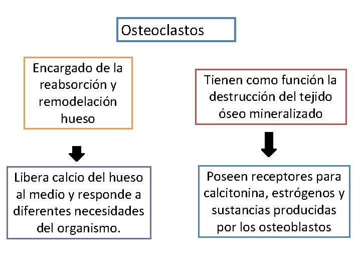 Osteoclastos Encargado de la reabsorción y remodelación hueso Tienen como función la destrucción del