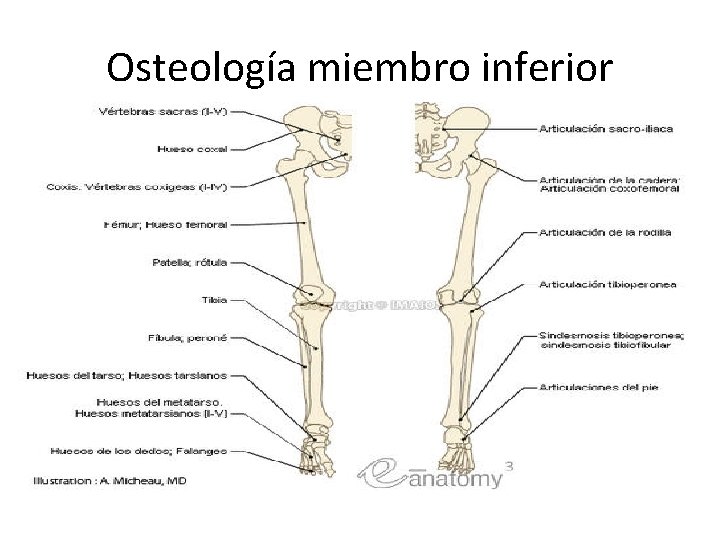 Osteología miembro inferior 