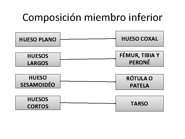 Composición miembro inferior HUESO PLANO HUESO COXAL HUESOS LARGOS FÉMUR, TIBIA Y PERONÉ HUESO