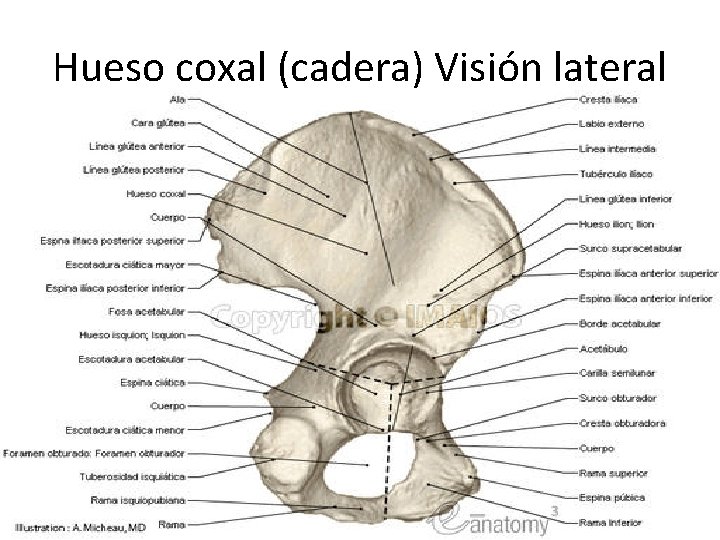 Hueso coxal (cadera) Visión lateral 