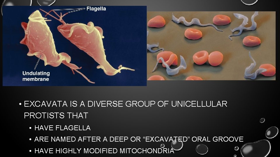  • EXCAVATA IS A DIVERSE GROUP OF UNICELLULAR PROTISTS THAT • HAVE FLAGELLA