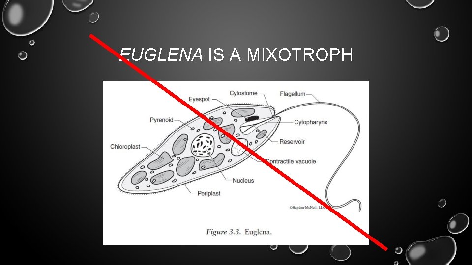 EUGLENA IS A MIXOTROPH 