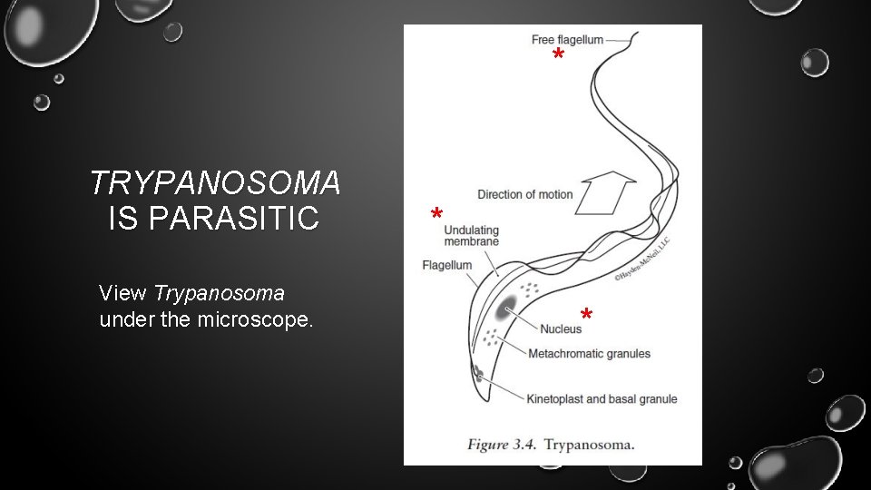 * TRYPANOSOMA IS PARASITIC View Trypanosoma under the microscope. * * 