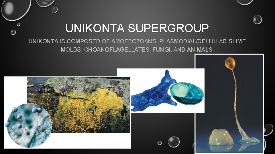 UNIKONTA SUPERGROUP UNIKONTA IS COMPOSED OF AMOEBOZOANS, PLASMODIAL/CELLULAR SLIME MOLDS, CHOANOFLAGELLATES, FUNGI, AND ANIMALS.