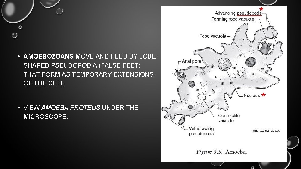 * • AMOEBOZOANS MOVE AND FEED BY LOBESHAPED PSEUDOPODIA (FALSE FEET) THAT FORM AS