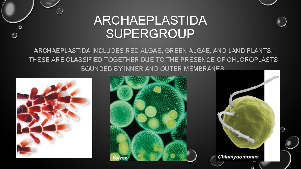 ARCHAEPLASTIDA SUPERGROUP ARCHAEPLASTIDA INCLUDES RED ALGAE, GREEN ALGAE, AND LAND PLANTS. THESE ARE CLASSIFIED