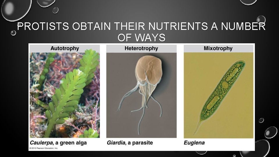 PROTISTS OBTAIN THEIR NUTRIENTS A NUMBER OF WAYS 