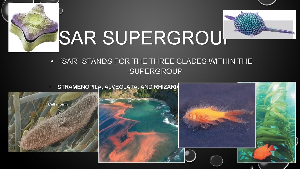 SAR SUPERGROUP • “SAR” STANDS FOR THE THREE CLADES WITHIN THE SUPERGROUP • STRAMENOPILA,