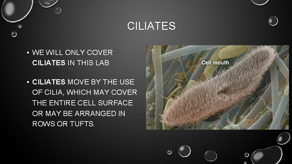 CILIATES • WE WILL ONLY COVER CILIATES IN THIS LAB • CILIATES MOVE BY