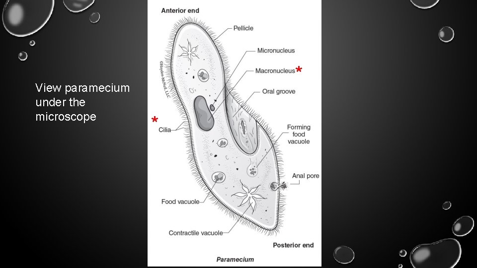 View paramecium under the microscope * * 