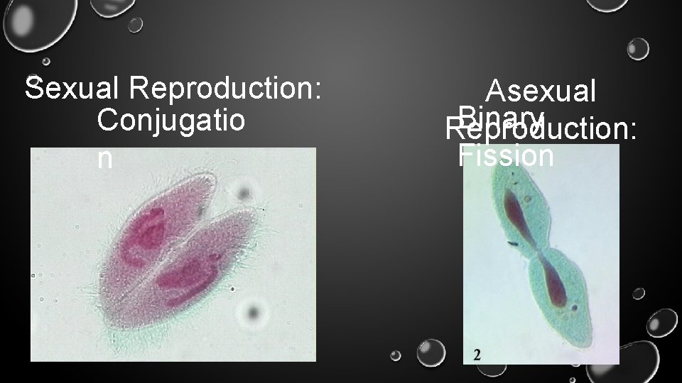 Sexual Reproduction: Conjugatio n Asexual Binary Reproduction: Fission 