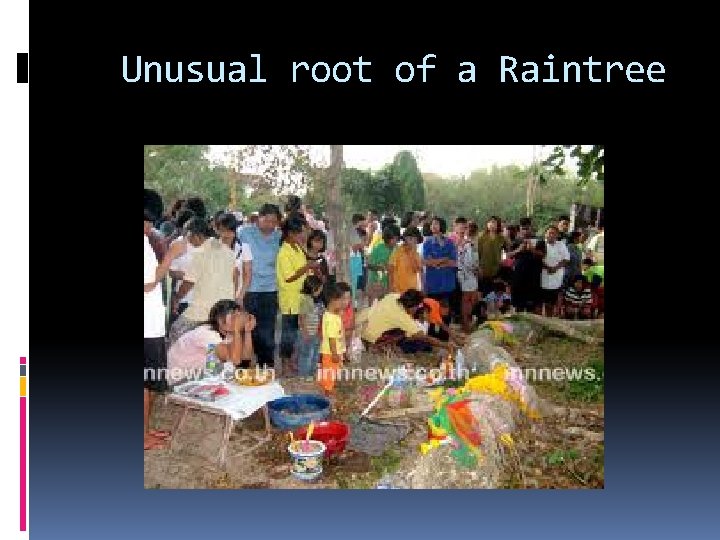 Unusual root of a Raintree 