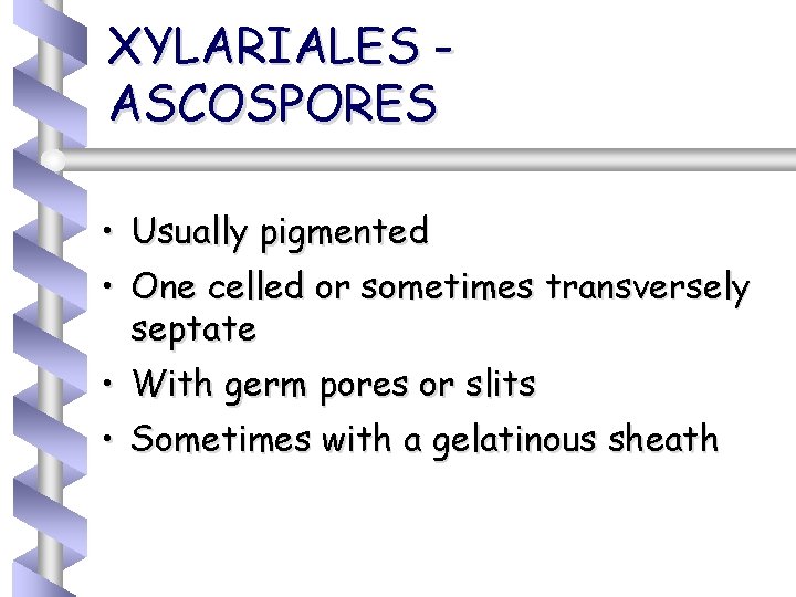 XYLARIALES ASCOSPORES • Usually pigmented • One celled or sometimes transversely septate • With