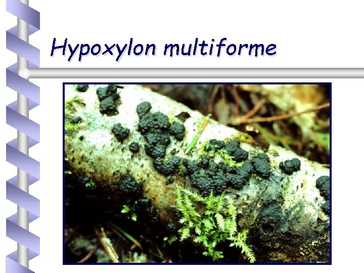 Hypoxylon multiforme 